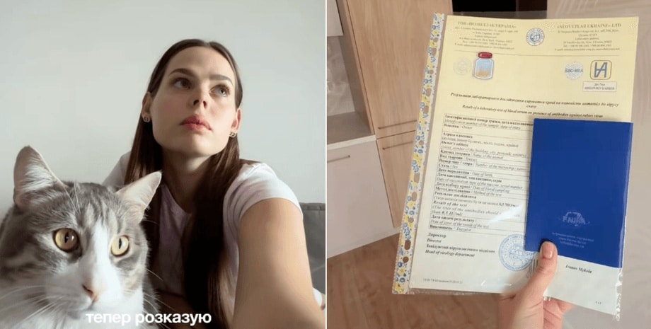 Як вивезти кота за кордон: детальна інструкція 1 Як вивезти кота за кордон: детальна інструкція 1