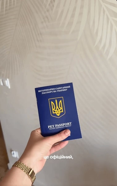 Як вивезти кота за кордон: детальна інструкція 3 Як вивезти кота за кордон: детальна інструкція 3